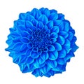 Flower blue dahlia isolated on white background with clipping path. Close-up. Royalty Free Stock Photo