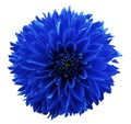 Flower blue dahlia. White isolated background with clipping path. Closeup. no shadows. For design.