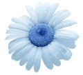 Flower  blue  daisy. isolated on a white background. No shadows with clipping path. Close-up. Royalty Free Stock Photo