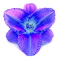 Flower blue day lily beautiful delicate isolated on white Royalty Free Stock Photo