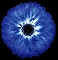 Flower blue gerbera. Flower isolated on the black background. No shadows with clipping path. Close-up. Royalty Free Stock Photo