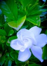 Flower blue