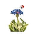 Flower blue insect ladybug green grass watercolor