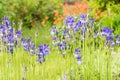 Flower blue iris Royalty Free Stock Photo