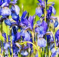 Flower blue iris Royalty Free Stock Photo