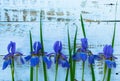 Flower Blue Iris on a light wooden background. Royalty Free Stock Photo