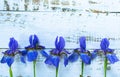 Flower Blue Iris on a light wooden background. Royalty Free Stock Photo