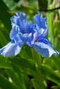 Flower blue iris Royalty Free Stock Photo