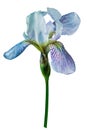 flower blue iris on white isolated background. For design. Closeup.. Royalty Free Stock Photo