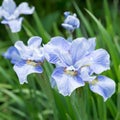 Flower blue irises Royalty Free Stock Photo
