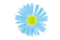 Flower blue isoalted Royalty Free Stock Photo