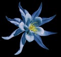 Flower blue. Isolated on the black background with clipping path. No shadows. Closeup. A beautiful primrose blossoms. Royalty Free Stock Photo