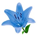 Flower Blue Lily Isolated On White Background. Close-up.