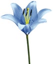 Flower blue lily isolated on white background. Close-up. Flower bud on a green stem. Royalty Free Stock Photo