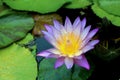 Flower Blue lotus of Egypt in a lily pad pond Royalty Free Stock Photo