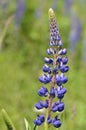 Flower blue lupin