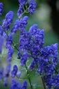 Flower blue monkshood