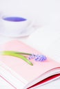 Spring flower blue muscari or grape hyacinth, pink pages of the book and blue tea, vertical Royalty Free Stock Photo