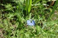 A flower of blue Nigella damascena