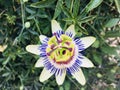 Passiflore flower Royalty Free Stock Photo