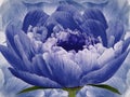 Flower blue peony on background blue. Bright blue  flowers peonies. floral background.  Flower composition. Royalty Free Stock Photo