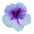 Flower blue Petunia. Isolated on a white background. Close-up. without shadows. For design