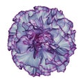 Flower blue-pink carnation on a white isolated background with clipping path. Closeup. No shadows. For design. Royalty Free Stock Photo