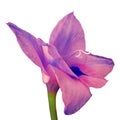 Flower blue pink gladiolus isolated on white background. Flower bud close up. Royalty Free Stock Photo