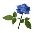 A flower of a blue rose on a green stem with leaves. Flower blooms on isolated white background with clipping path. For design. Royalty Free Stock Photo