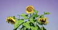 flower on blue sky background. beautiful yellow flower of sunflower. big sunflower close up. summer nature beauty. Think Royalty Free Stock Photo