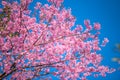 Flower with blue sky in spring at Chiangmai Thailand Royalty Free Stock Photo