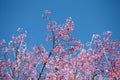 Flower with blue sky in spring at Chiangmai Thailand Royalty Free Stock Photo