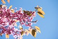 Flower with blue sky in spring at Chiangmai Thailand Royalty Free Stock Photo