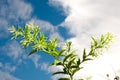 Flower and blue sky