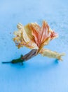 FLOWER BLUE TEXTURE BLUR BACKGROUND ABSTRACT WALLPAPER FLORAL BLOSSOM