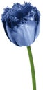 flower blue tulip. . Flower isolated on a white background. No shadows with clipping path. Close-up. Royalty Free Stock Photo