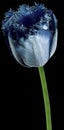 Flower blue tulip. . Flower isolated on the black background. No shadows with clipping path. Close-up. Nature Royalty Free Stock Photo