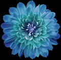 Flower  blue-turquoise  chrysanthemum. Flower isolated on the black background.  Close-up. Royalty Free Stock Photo