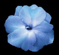 Flower blue-turquoise violets on the black isolated background with clipping path no shadows. Closeup For design. Royalty Free Stock Photo