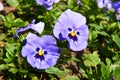 Flower blue viola in garden