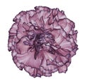 Flower blue-violet carnation on a white isolated background with clipping path. Closeup. No shadows. For design. Royalty Free Stock Photo