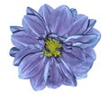 Flower blue-violet dahlia. On a white isolated background with clipping path. Closeup. No shadows. For design. Royalty Free Stock Photo