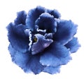 Flower blue violets on a white isolated background with clipping path no shadows. Closeup For design. Royalty Free Stock Photo