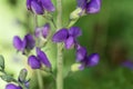 Flower of a blue wild indigo, Baptisia australis