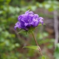 Flower Bluebell crowding (Campanula glomerata)