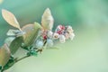 The Flower Of Blueberry. Beautiful card. White bells on the bush. Dew drops