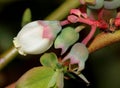 Flower of Blueberry Vaccinium corymbosum, highbush blueberry