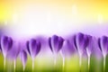 Flower blurred spring background