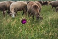 A flower on a blurry background with grazing sheep. Royalty Free Stock Photo