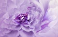 Flower on blurry purple-pink background bokeh. Violet-white flowers chrysanthemum. Floral collage. Flower composition.